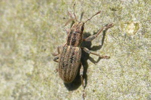 Weevil csomópont - pest a hüvelyes növények